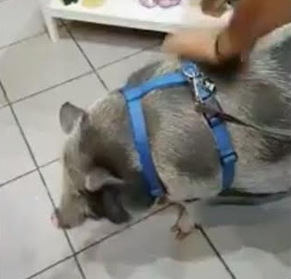 A spasso al centro commerciale con un maiale al guinzaglio