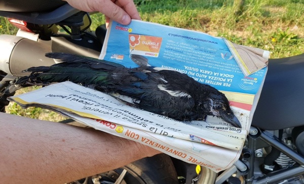 Arese, Area cani: ancora danni alle panchine. Vittima un piccolo di gazza