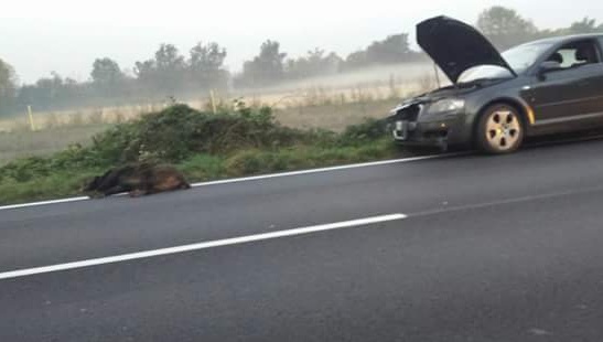 Auto investe un cinghiale tra Dairago e Busto Arsizio