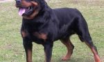 Bimba di 10 anni azzannata dal suo rottweiler: operata d'urgenza alla faccia