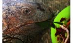 Bollate, iguana abbandonato nel Parco delle Groane. FOTO