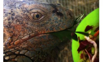 Bollate, iguana abbandonato nel Parco delle Groane. FOTO