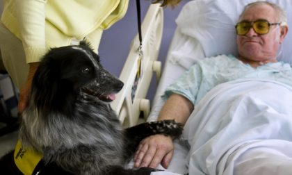 Cani e gatti ammessi in ospedale, l'inchiesta