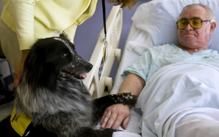 Cani e gatti ammessi in ospedale, l’inchiesta