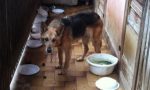 Cani lasciati sul balcone, partono le denunce