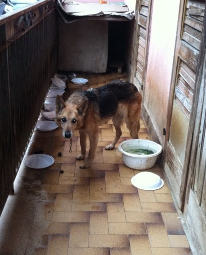 Cani lasciati sul balcone, partono le denunce