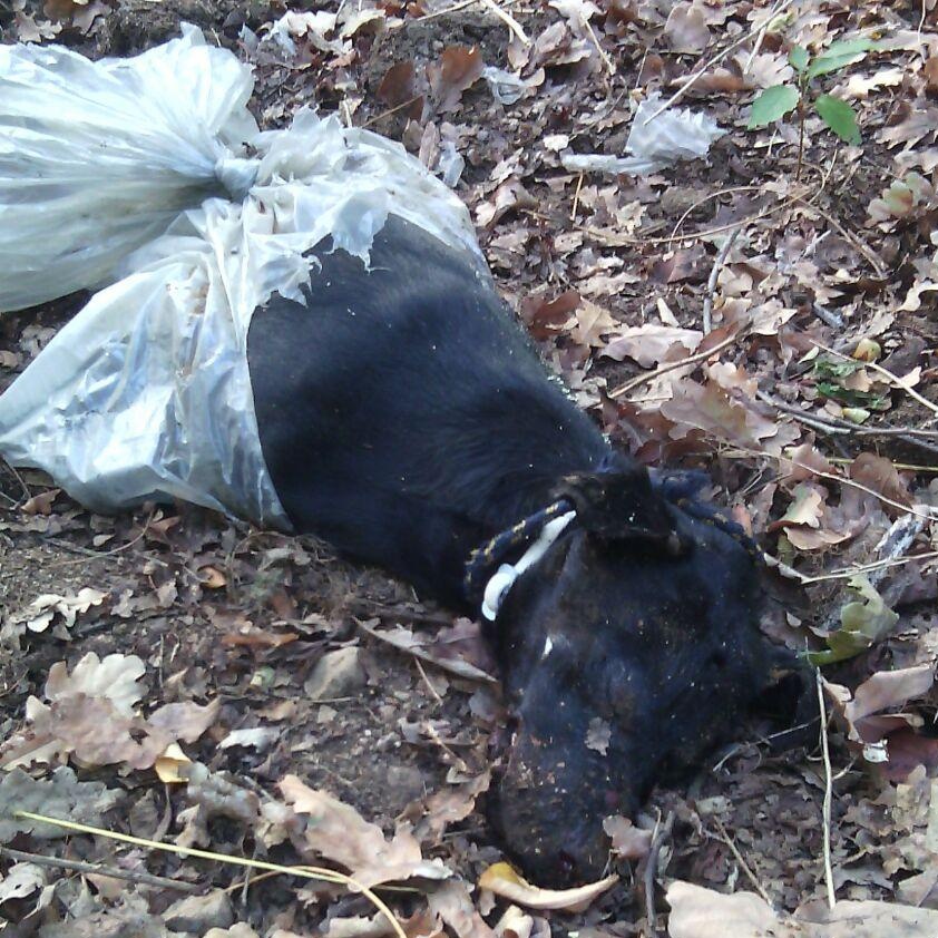 Cerro Maggiore, 4mila euro a chi trova l’assassino del cane