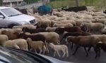 Cerro, centinaia di pecore attraversano la strada