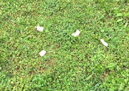 Cuggiono, bocconi avvelenati al parco