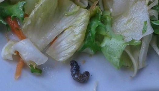 Dopo gli insetti un lombrico: un’altra bestia nei piatti serviti a scuola a Lainate