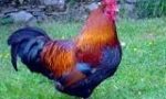 E' caccia al Gallo canterino, messa anche una taglia