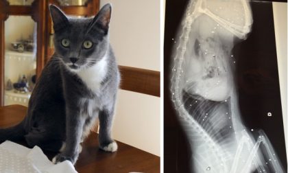 Gaggiano, il gatto Romeo sopravvive con 120 pallini di piombo in corpo