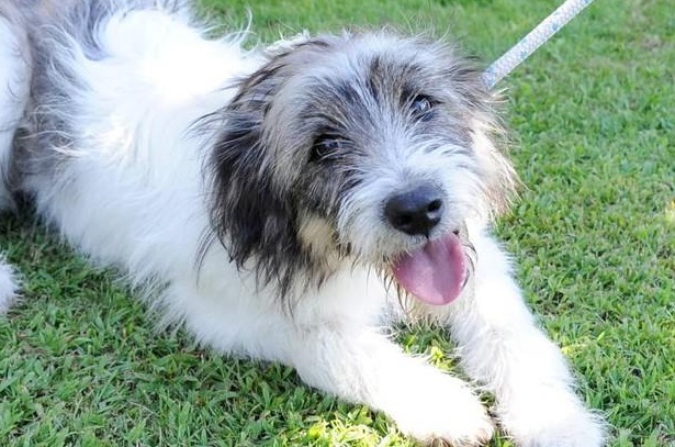 Il cane star Boff abbandonato a Boffalora: a un anno di distanza nessuna traccia dei padroni
