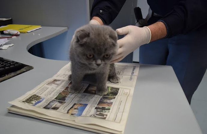 “La fabbrica dei cuccioli” a Rho: no al traffico internazionale di animali