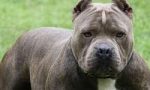 Legnano, fuori pericolo la bimba aggredita dai pitbull ad Olgiate Olona. Denunciata la padrona dei due cani