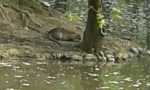 Legnano: un castoro nel laghetto del Parco Castello? No, è una nutria