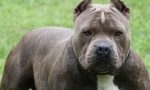 Olgiate Olona, aggredite dai pitbull mentre giocavano in giardino: le vittime hanno 3 e 5 anni