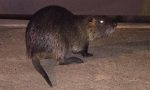 Parabiago: "incontro ravvicinato" in via Torino. Era un gatto? No, una nutria