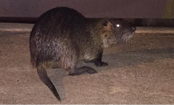 Parabiago: “incontro ravvicinato” in via Torino. Era un gatto? No, una nutria
