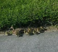 Pero, Una famiglia di papere a spasso per il paese