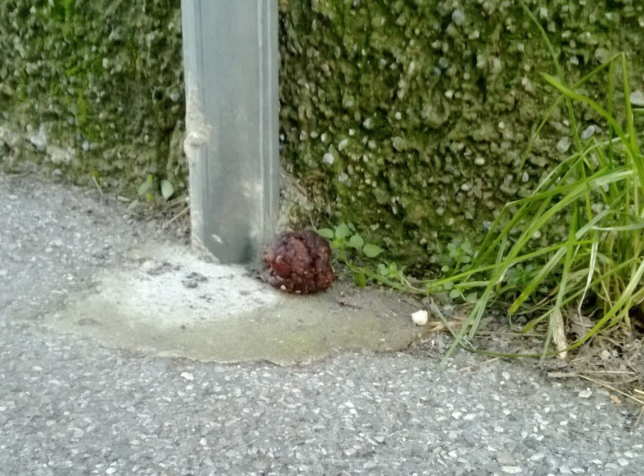 Polpette avvelenate a Legnano: morta una cagnolina
