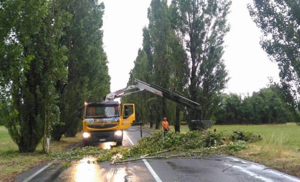 Rho/Arese, Maltempo e piogge forti: piante sradicate e alberi in strada