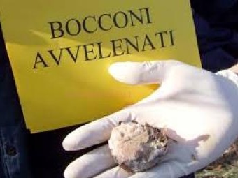Bocconi avvelenati a Malnate, Monti: “Pene esemplari per i vigliacchi”