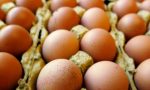 Uova contaminate al fipronil: nessun pericolo nel Milanese