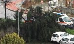 Vittuone, crolla un grosso albero in via Milano
