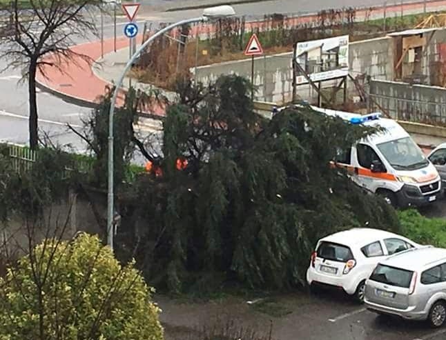 Vittuone, crolla un grosso albero in via Milano