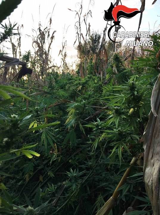 Coltivatori di marijuana arrestati e condannati