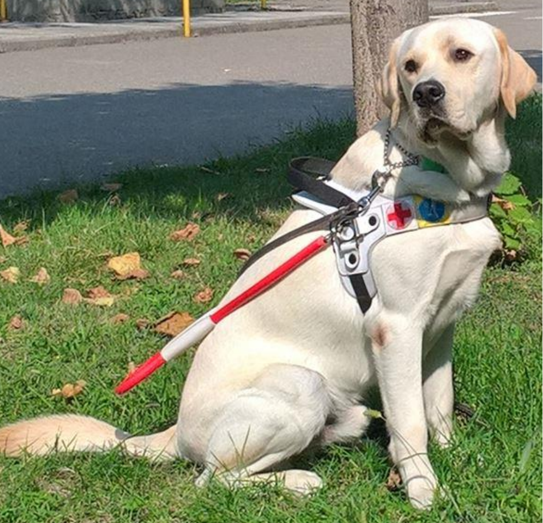 Cani guida fedeli amici di libertà salgono in cattedra al liceo