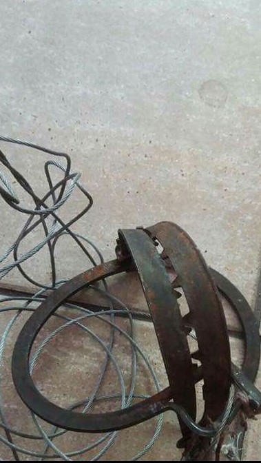 Cagnolina ferita da una trappola per animali
