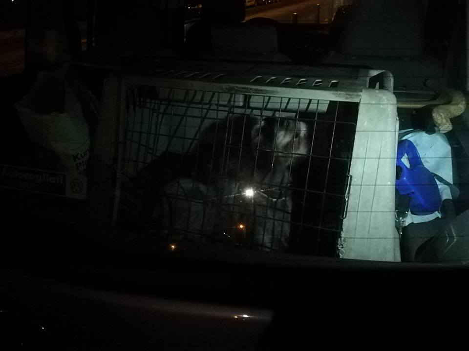 Cane abbandonato in auto: intervengono i vigili