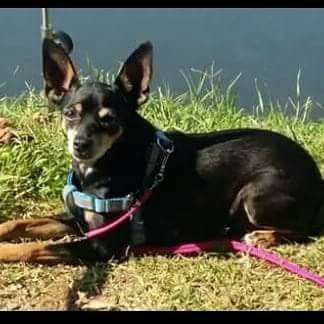“Spariti troppi cani” il grido di allarme di Bonettini