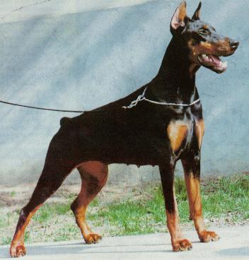 Cani pericolosi due incontri a Olgiate per imparare a gestirli