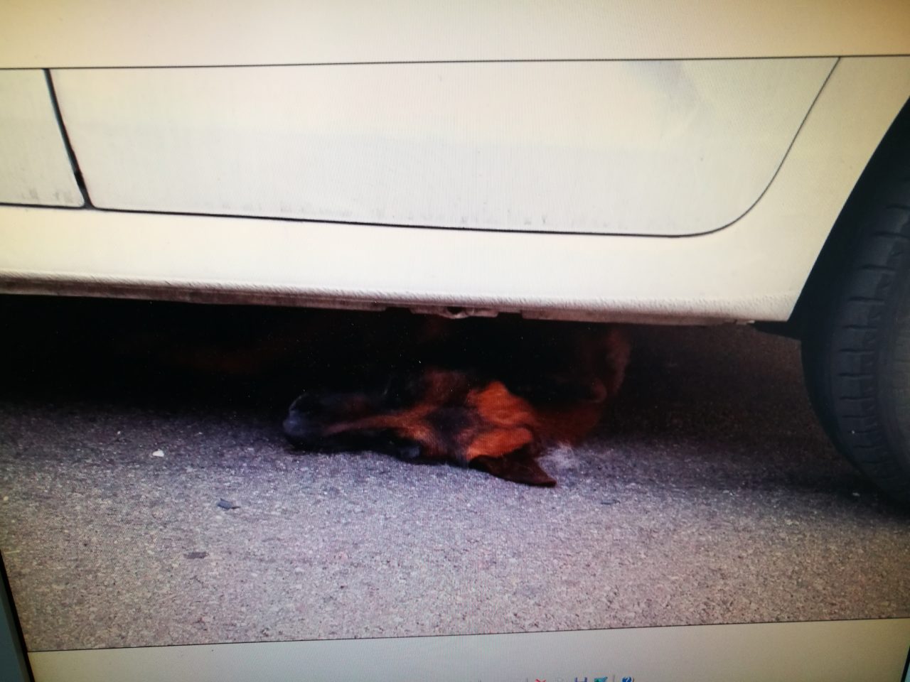 Cane muore travolto da due auto