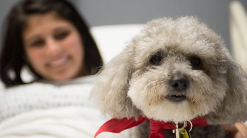 Animali domestici in reparto in Lombardia si può