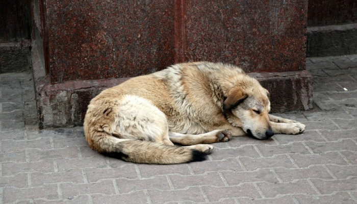 Affittano i cani per raccogliere l’elemosina