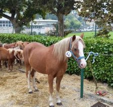 Cavallo a spasso per le vie della città: recuperato