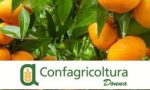 Clementine antiviolenza nelle piazze italiane