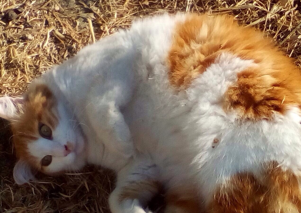 Sparano al gatto nel cuore della città