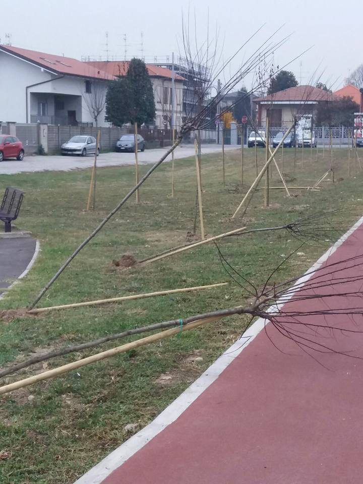 Vandali sradicano gli alberi della pista ciclabile