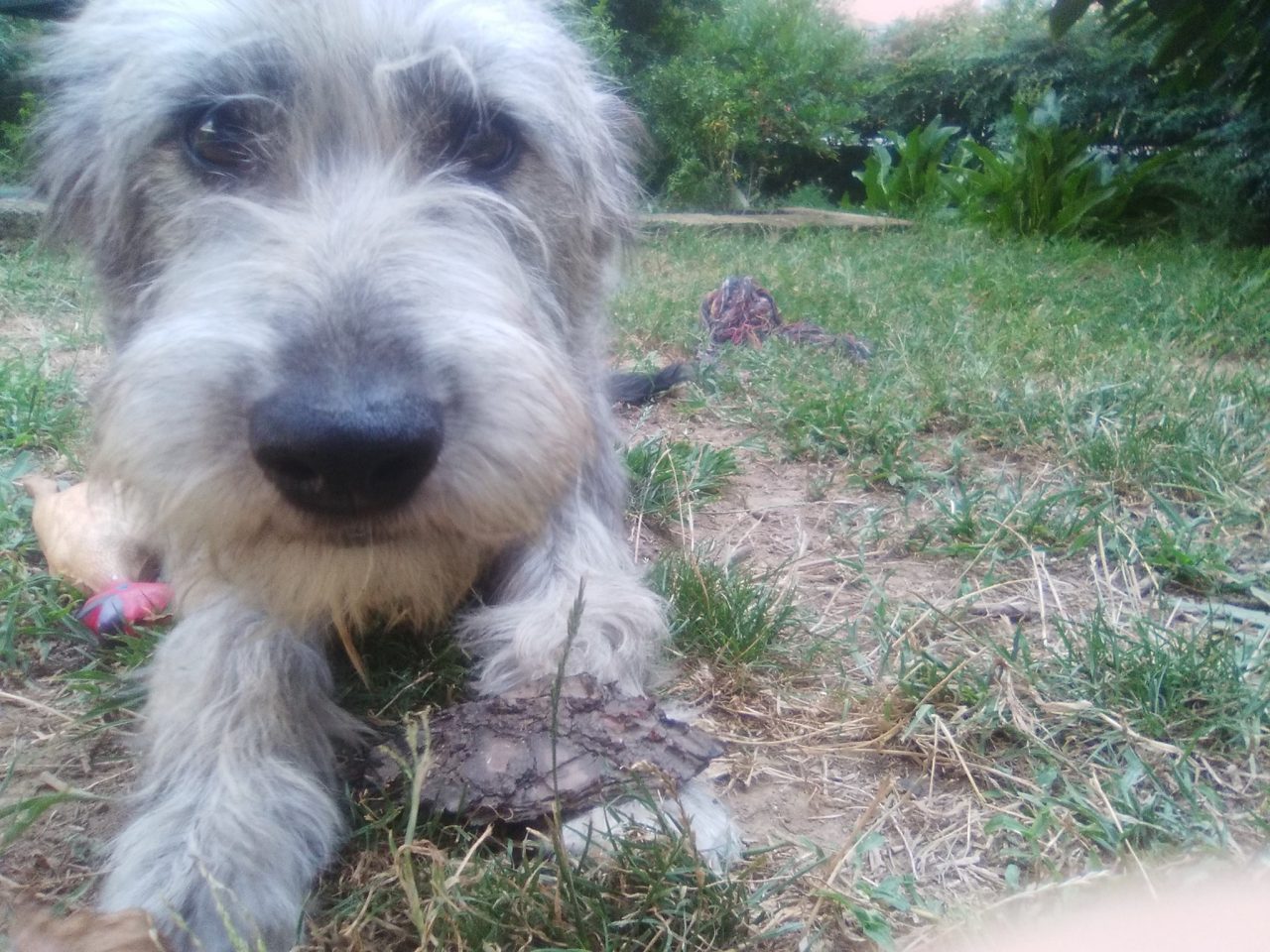 Smarrita Saronno aiutateci a ritrovare la cagnolina Susanna
