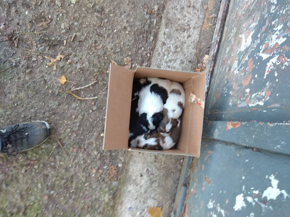 Abbandona quattro cuccioli tra umidità e pipì