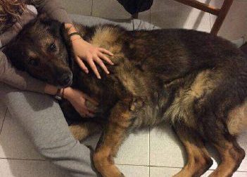 Botti sotto accusa: per il cane Aik sono stati fatali