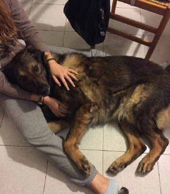 Botti sotto accusa: per il cane Aik sono stati fatali