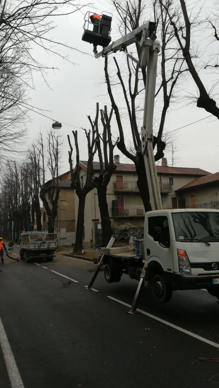 Viale Marconi si rifà il look: 300 tigli da potare