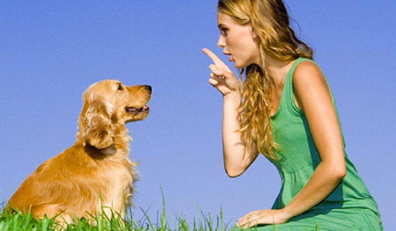 Patentino del cane buon cittadino, corsi gratuiti per ottenerlo