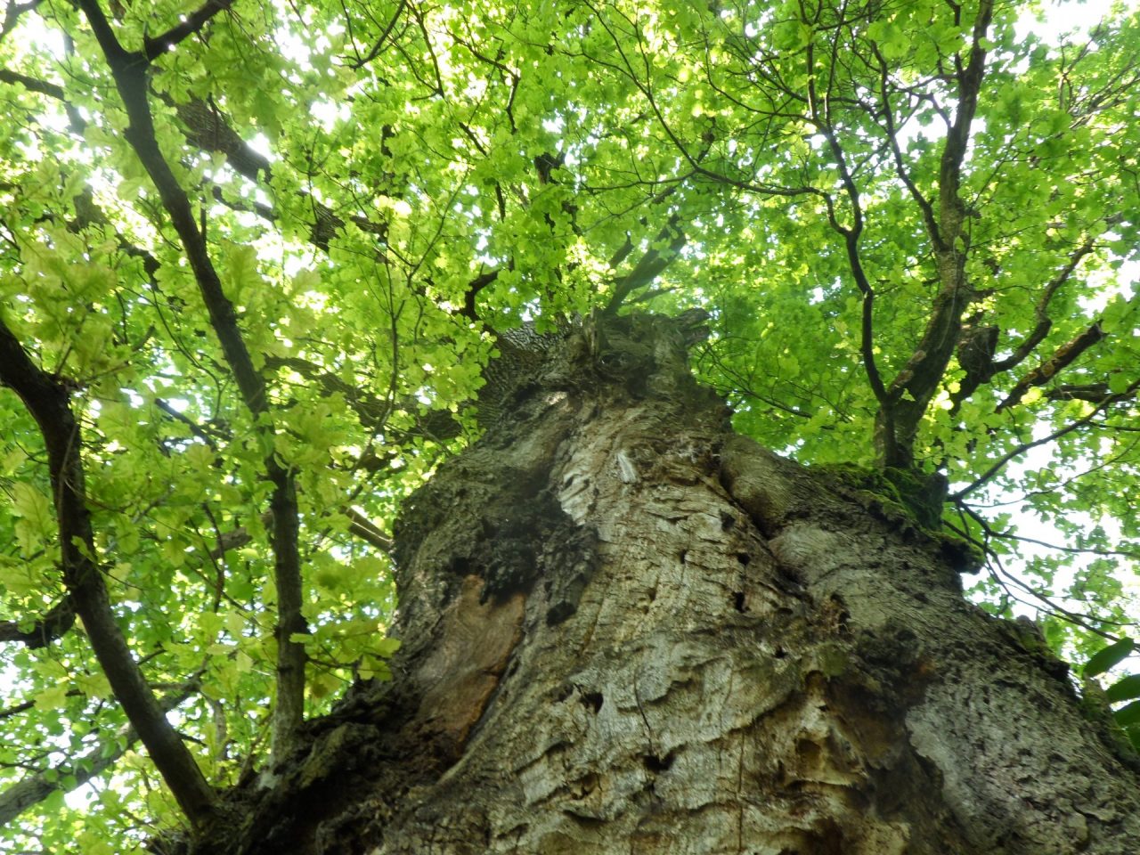 Due alberi cittadini hanno acquisito lo status di “Monumentalità”